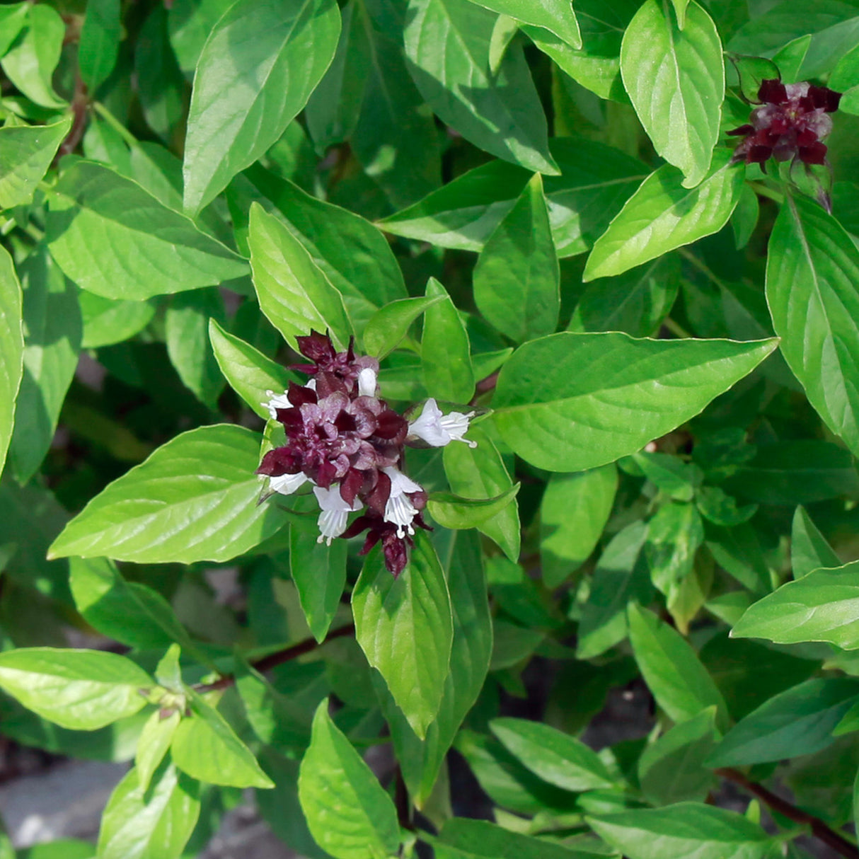 Basil 'Cinnamon'