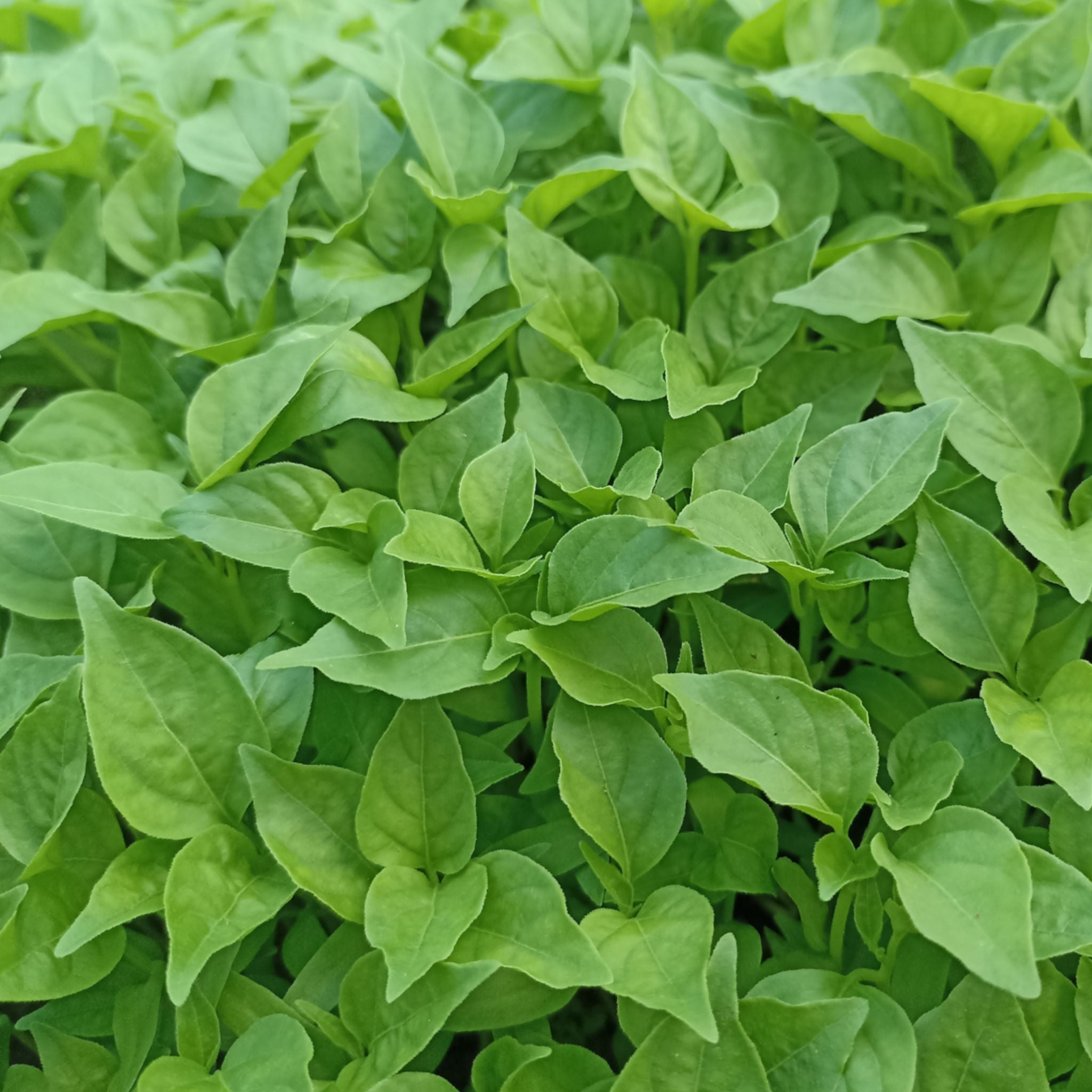 Basil 'Greek Mini' – Green Harvest