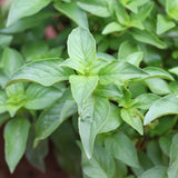 Basil 'Lime'