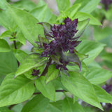 Basil 'Thai'