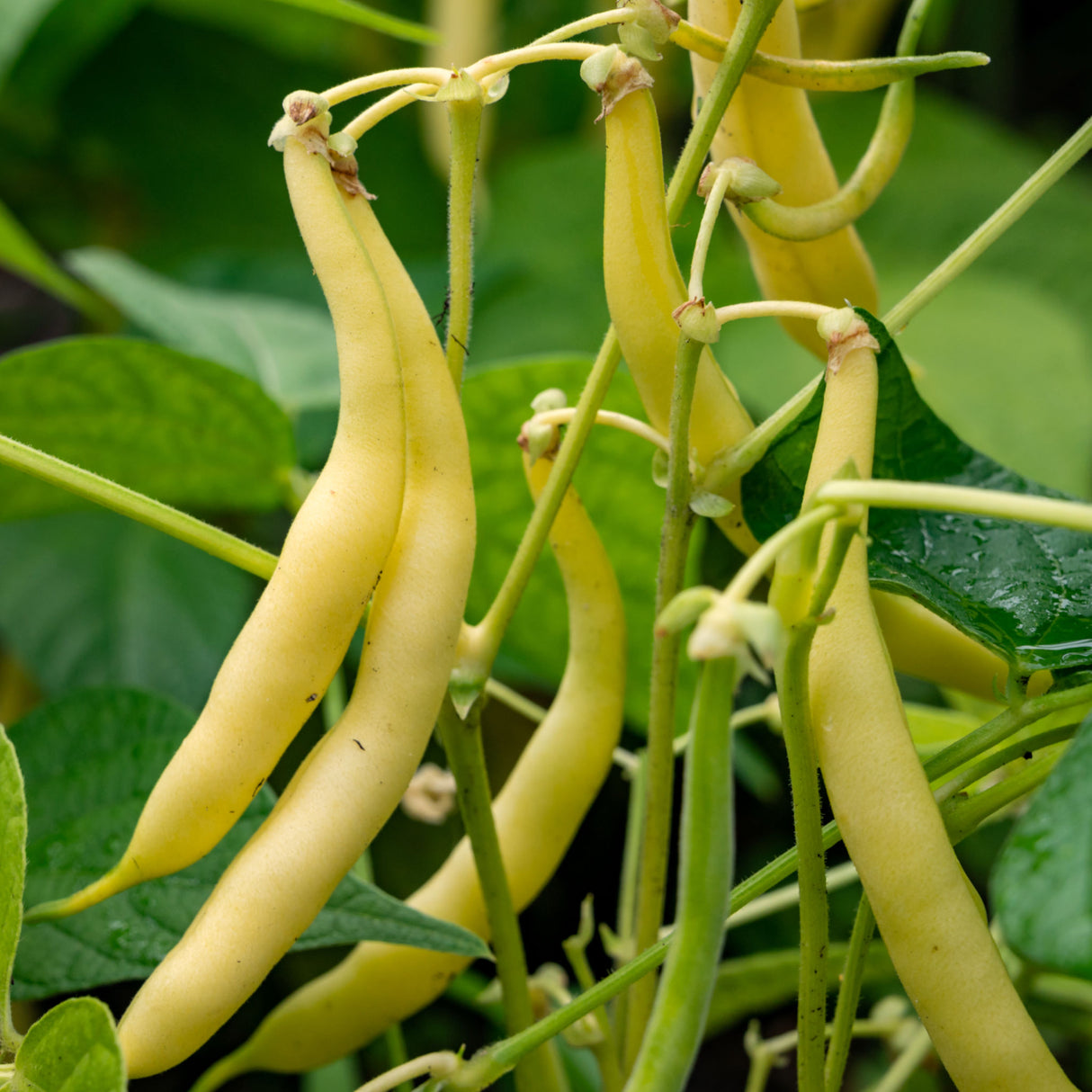 Bean Bush 'Topnotch Golden Wax'