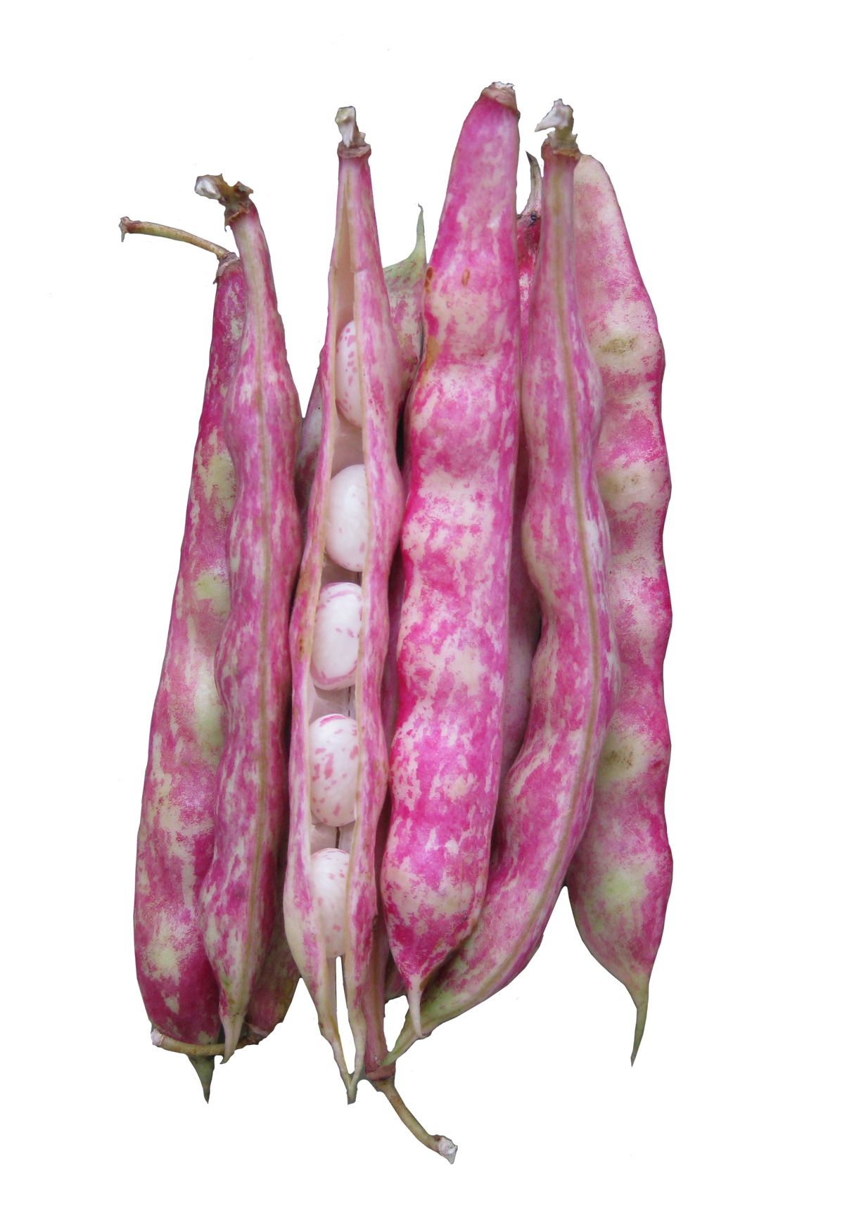 Bean Bush Borlotti 'Red Rooster'