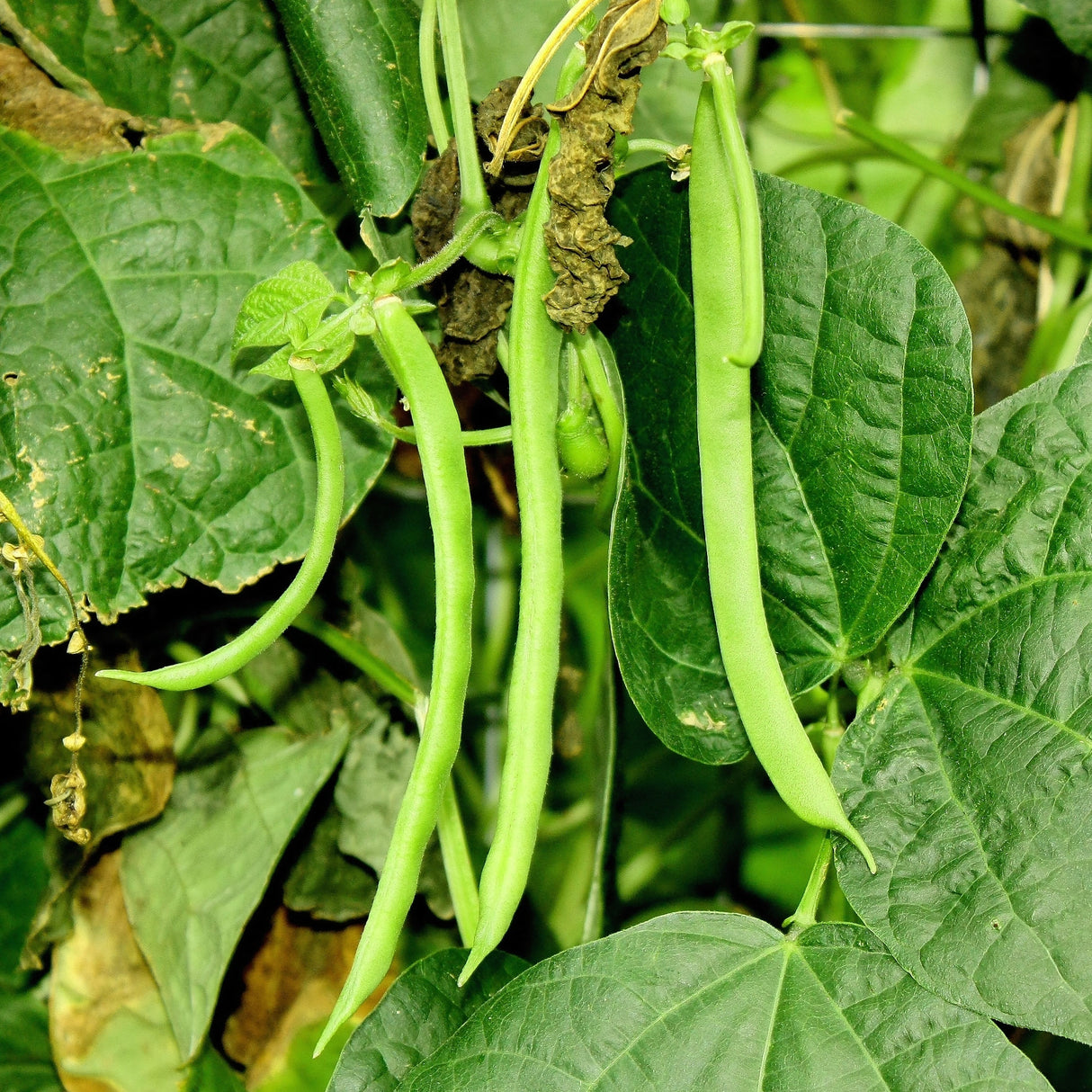 Bean Climbing 'Kentucky Wonder'