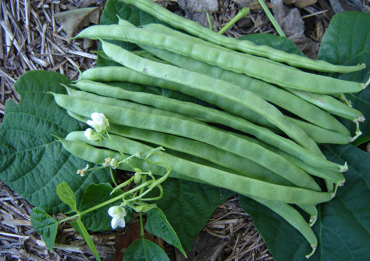 Bean Climbing 'Giant Of Stuttgart'