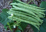 Bean Climbing 'Giant Of Stuttgart'