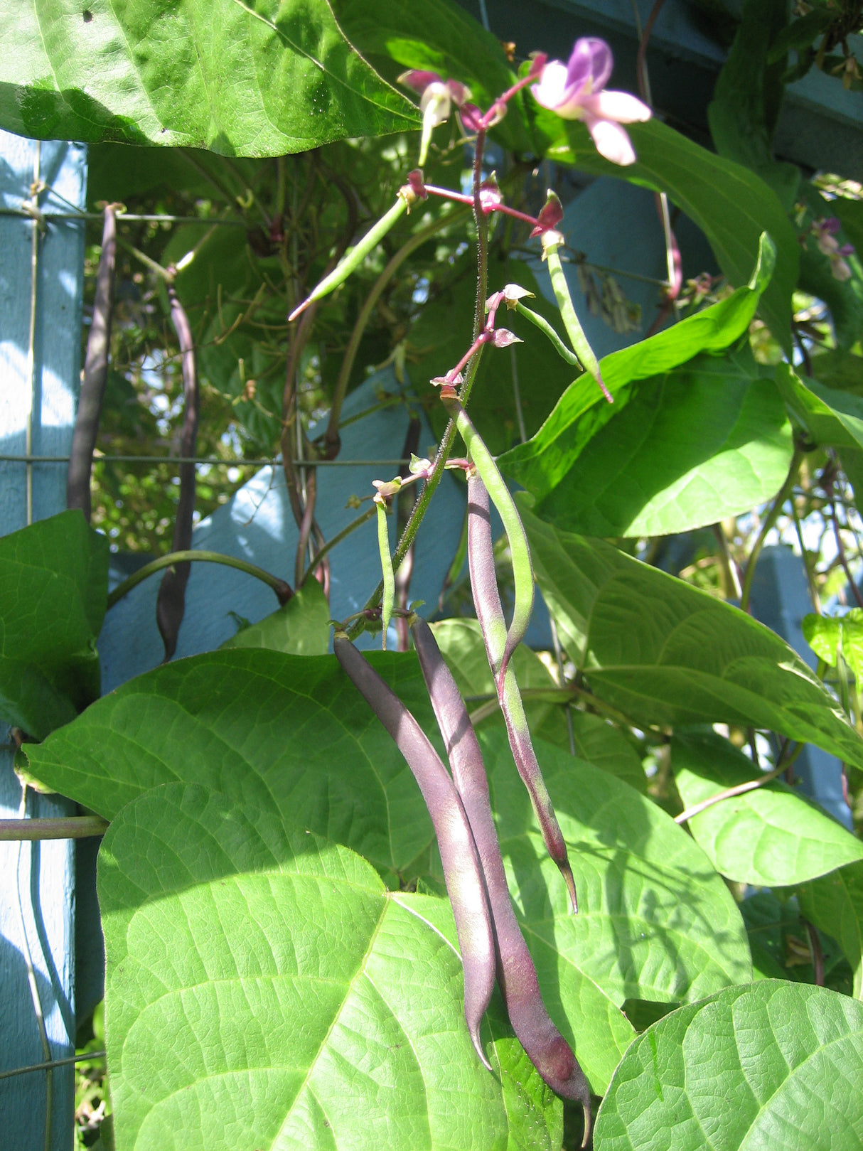 Bean Climbing 'Purple King'