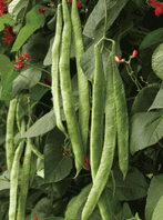 Bean Climbing 'Scarlet Runner'