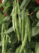 Bean Climbing 'Scarlet Runner'