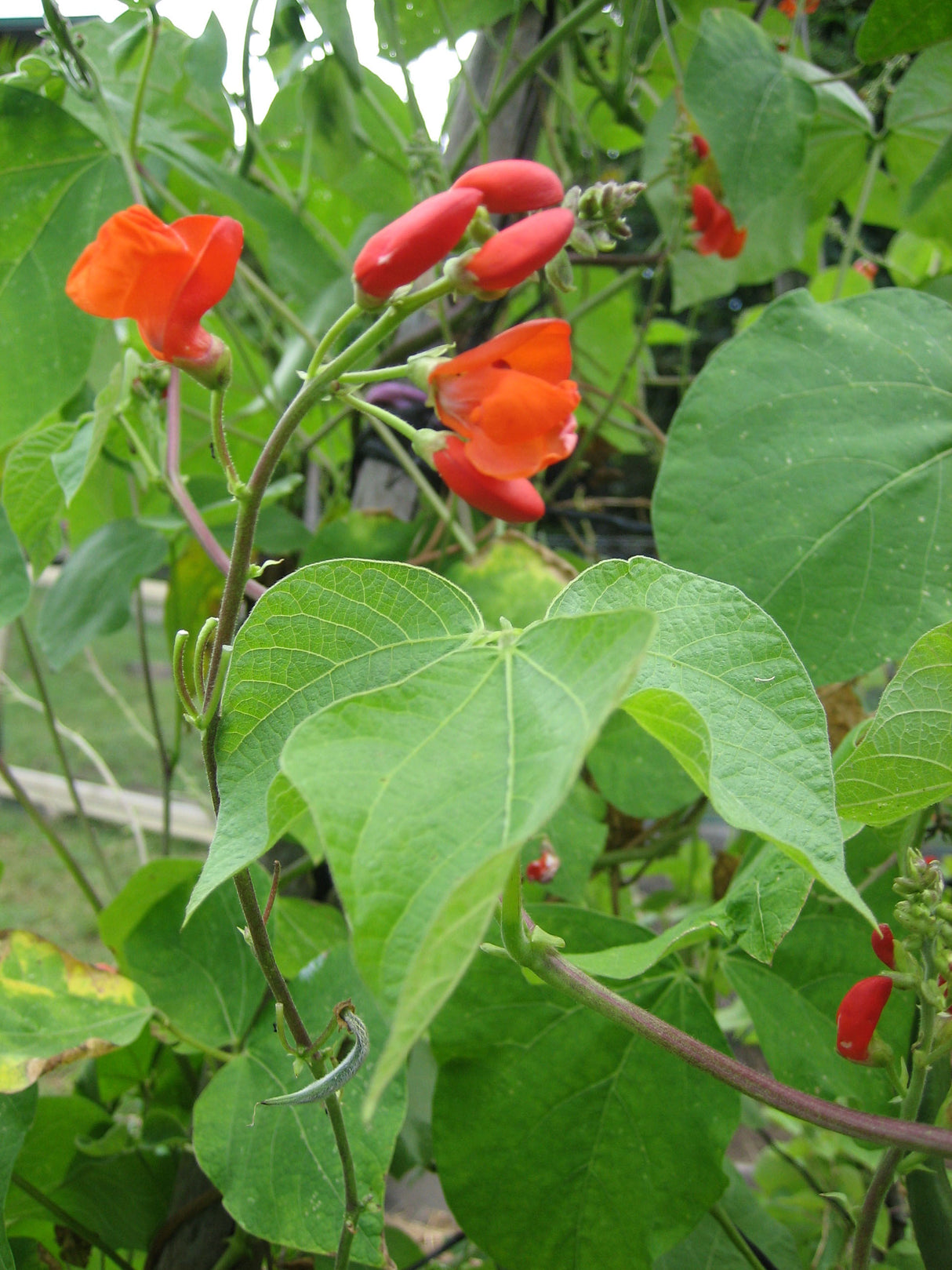 Bean Climbing 'Scarlet Runner'