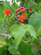 Bean Climbing 'Scarlet Runner'