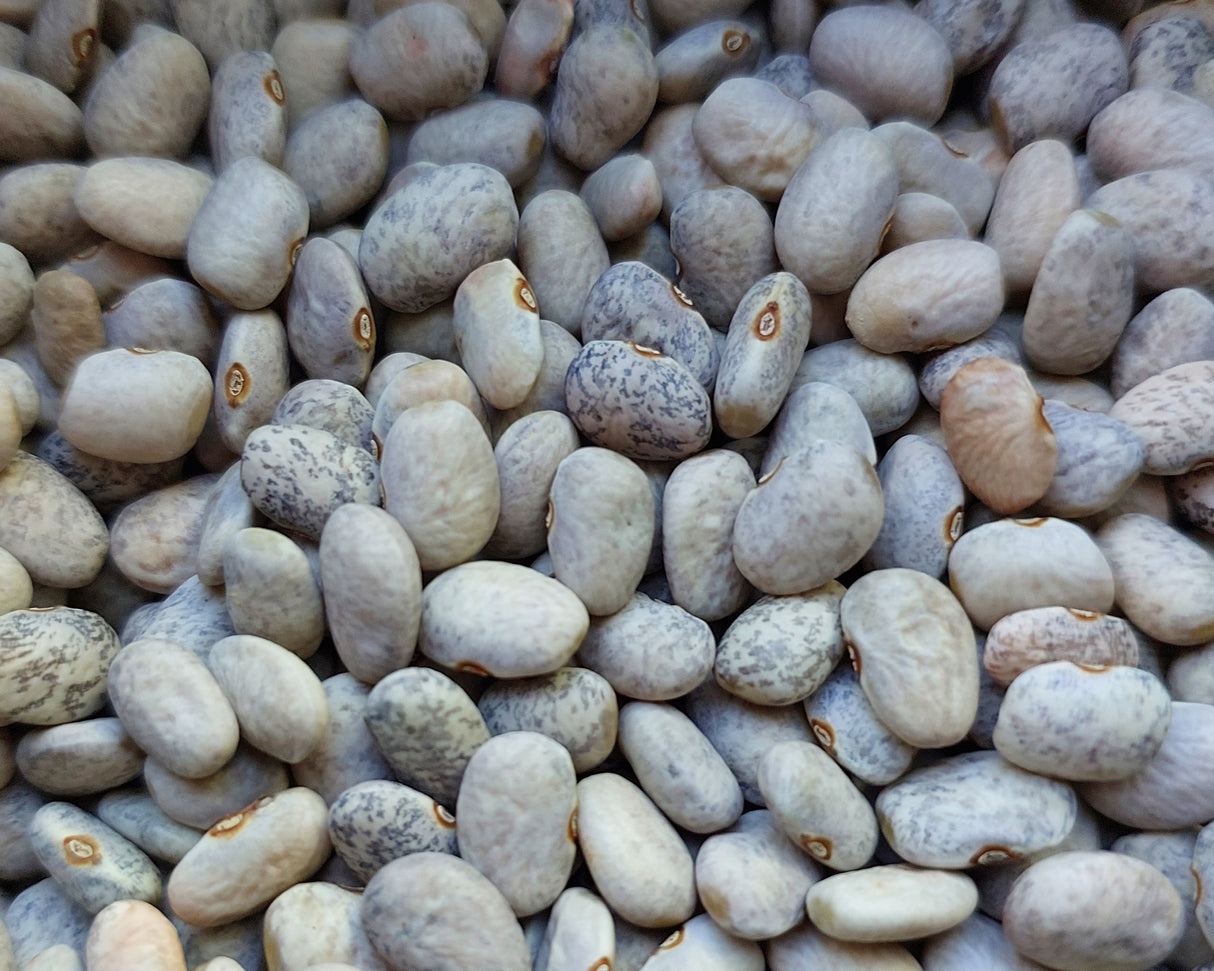 Bean Tepary 'Blue Speckled'