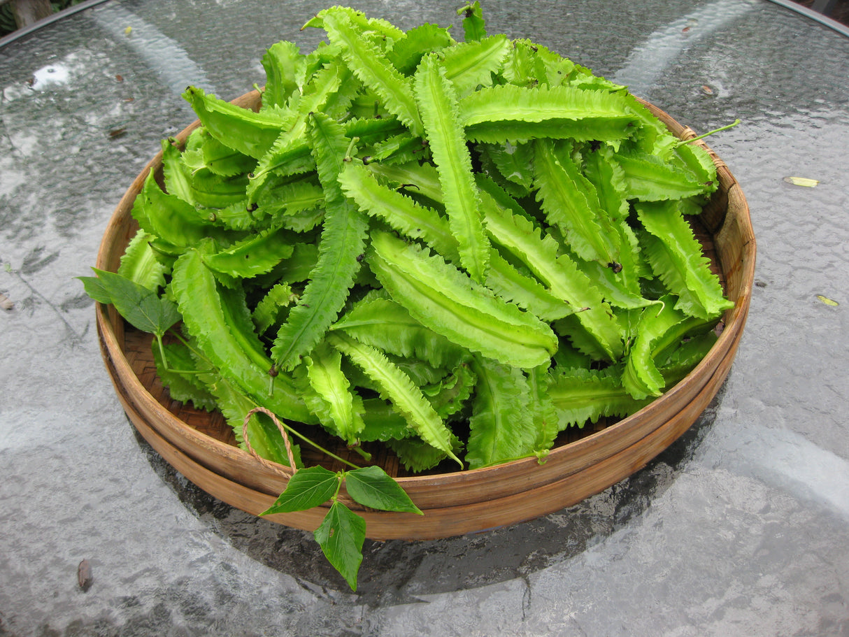 Bean Climbing 'Winged'