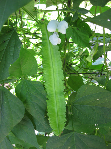 Bean Climbing 'Winged'