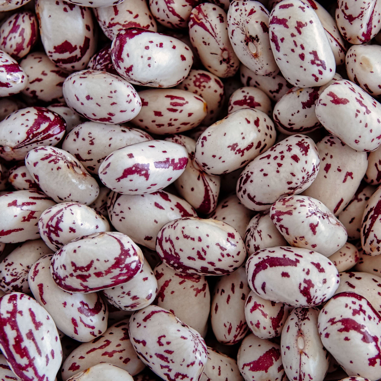 Bean Bush Borlotti 'Red Rooster'