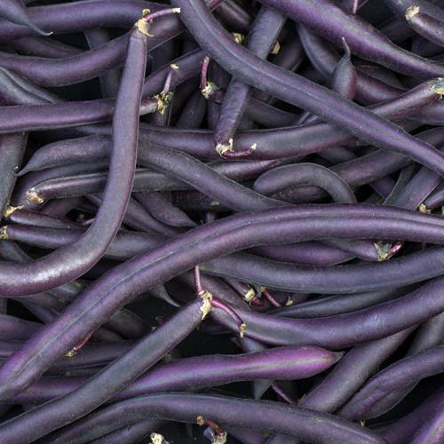 Bean Bush 'Royal Burgundy'