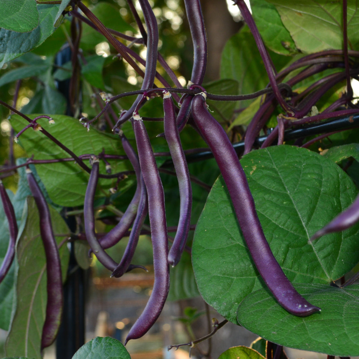 Bean Climbing 'Purple King'