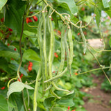 Bean Climbing 'Scarlet Runner'