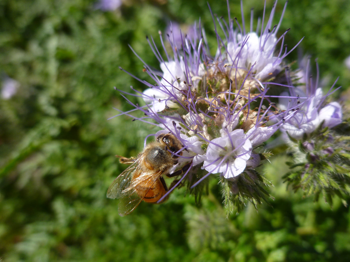 Phacelia