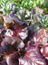 Beetroot 'Bull's Blood'