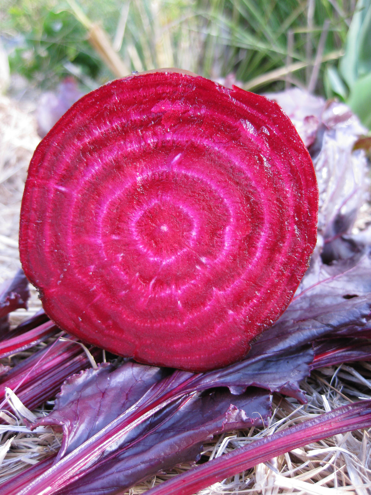 Beetroot 'Bull's Blood'