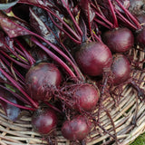 Beetroot 'Bull's Blood'