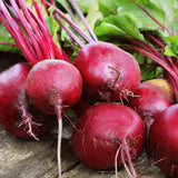 Beetroot 'Detroit'