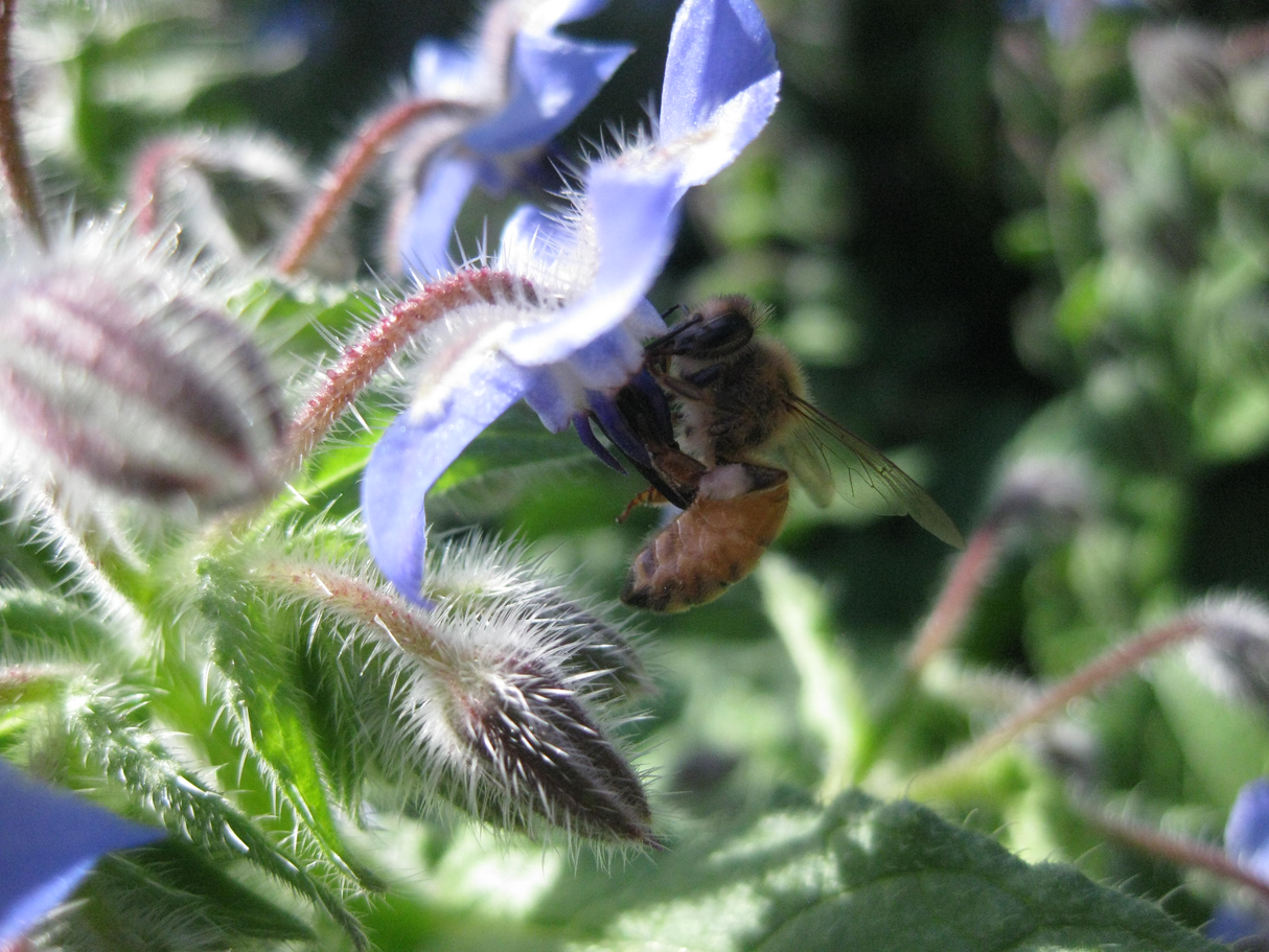 Borage