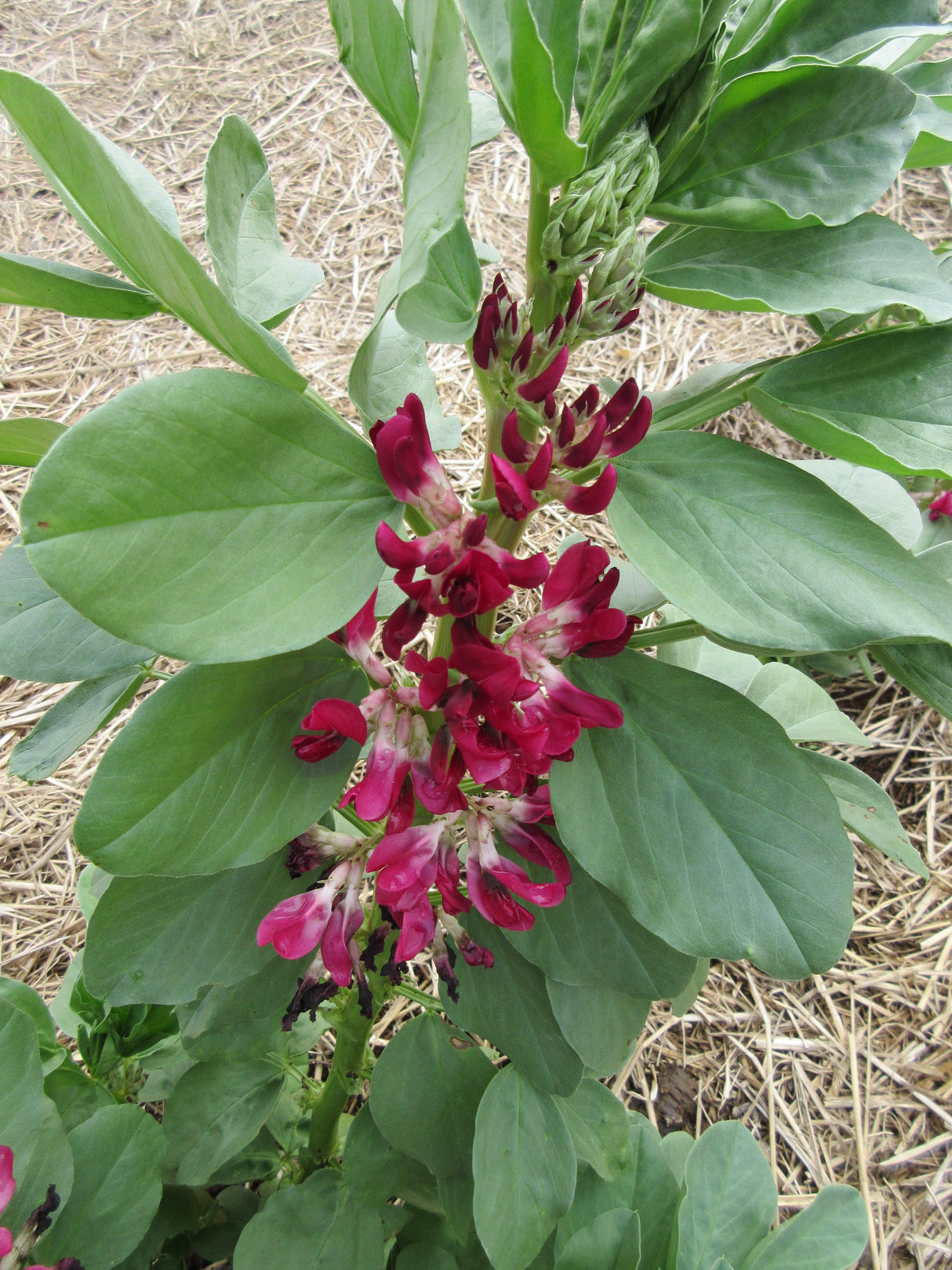 Broad Bean 'Crimson Flowered'