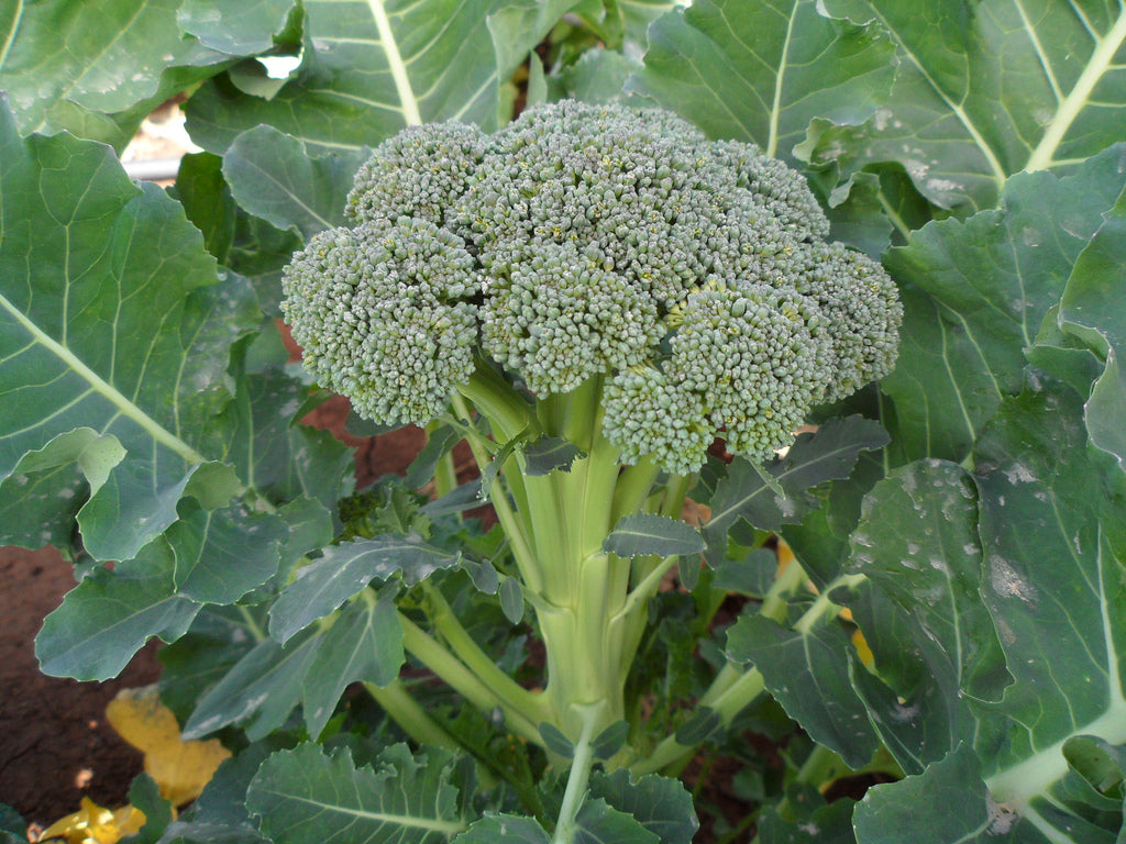 Broccoli 'Green Sprouting Calabrese