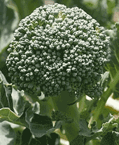 Broccoli 'Di Ciccio'