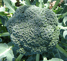 Broccoli 'Green Magic'