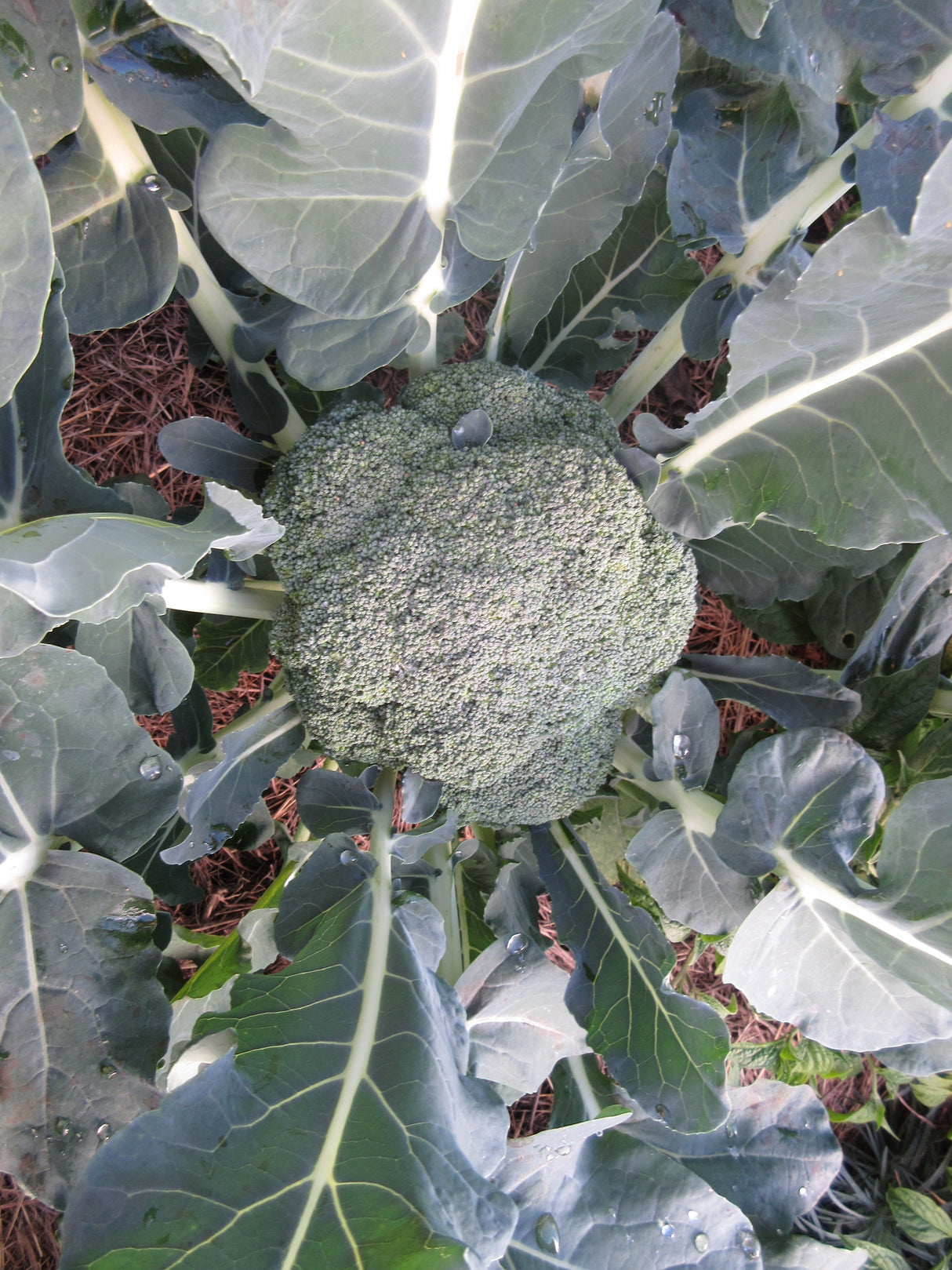 Broccoli 'Green Magic'