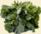 Broccoli Raab 'Spring Rapini'