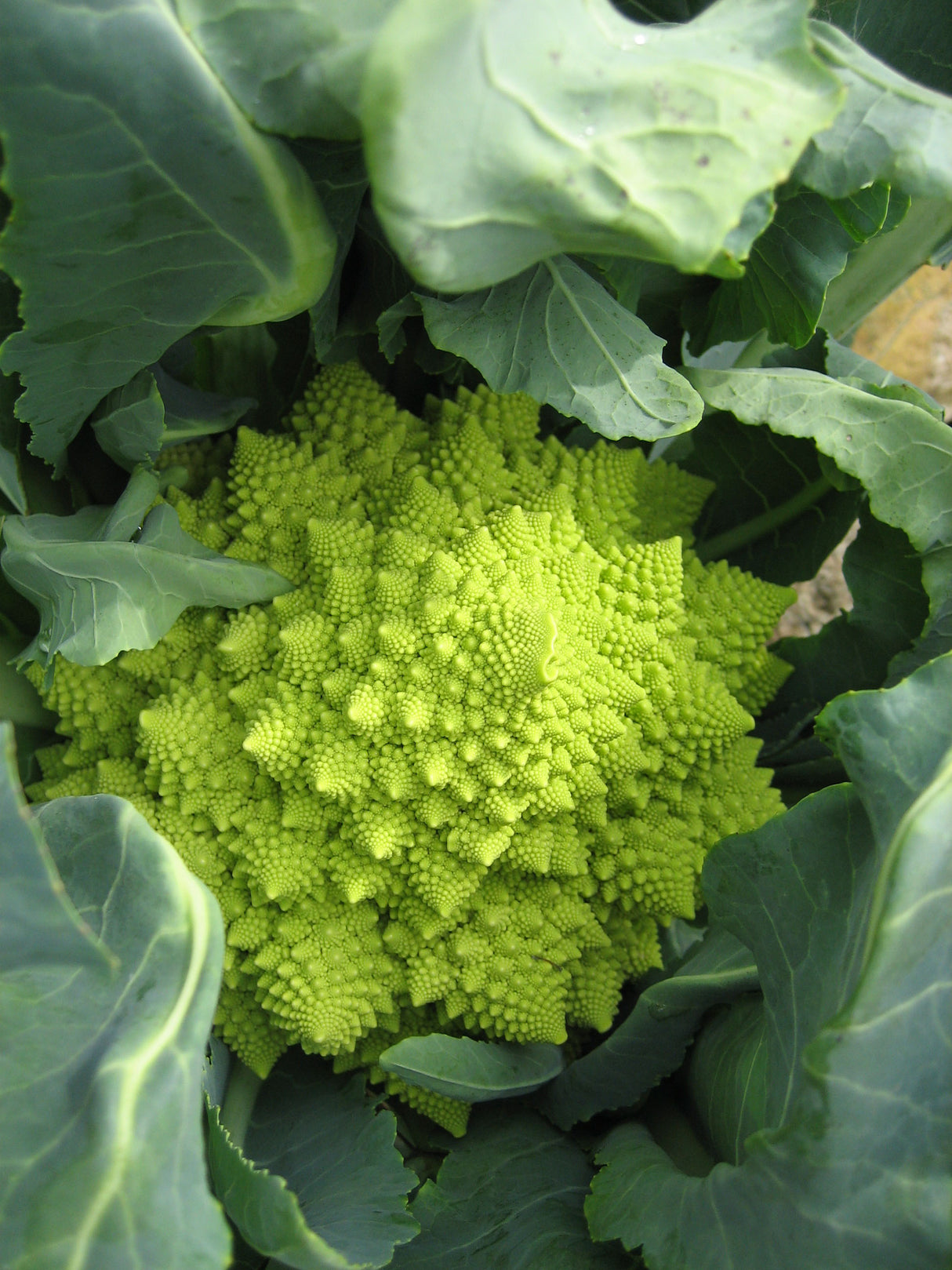 Broccoli 'Romanesco'