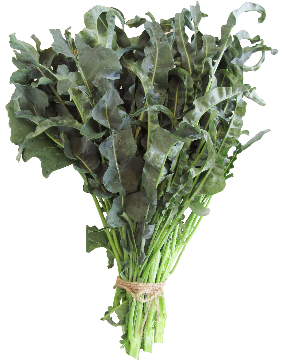 Spigariello Liscia 'Leaf Broccoli'