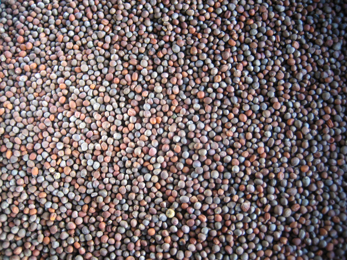 Broccoli Sprouting