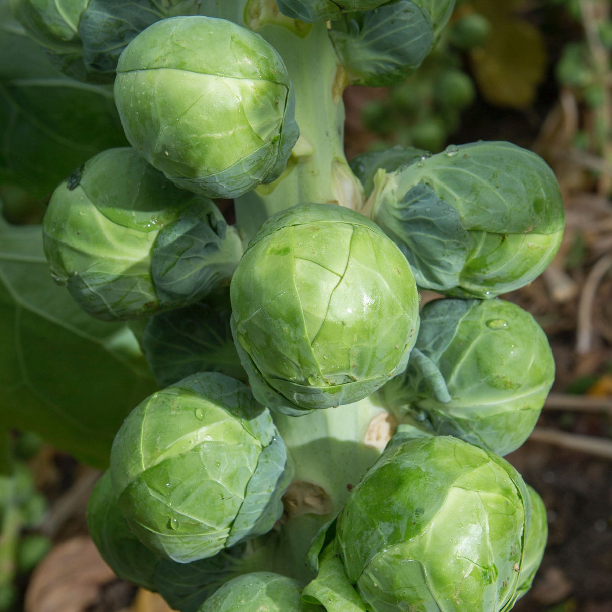 Brussels Sprouts 'Long Island Improved'