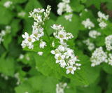 Buckwheat