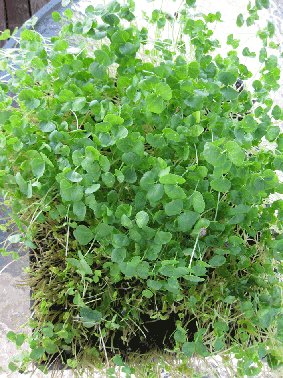 Buckwheat Microgreens