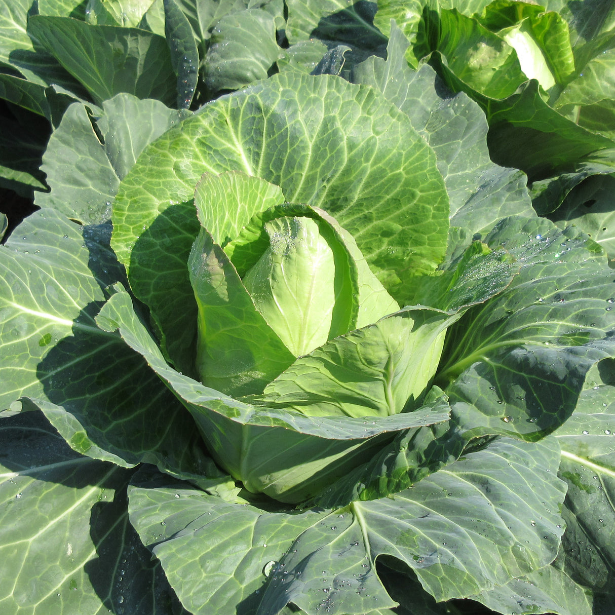 Cabbage Sugarloaf 'Early Jersey Wakefield'
