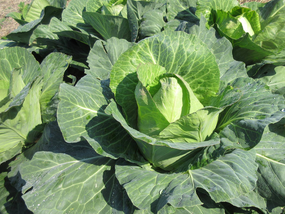 Cabbage Sugarloaf 'Early Jersey Wakefield'