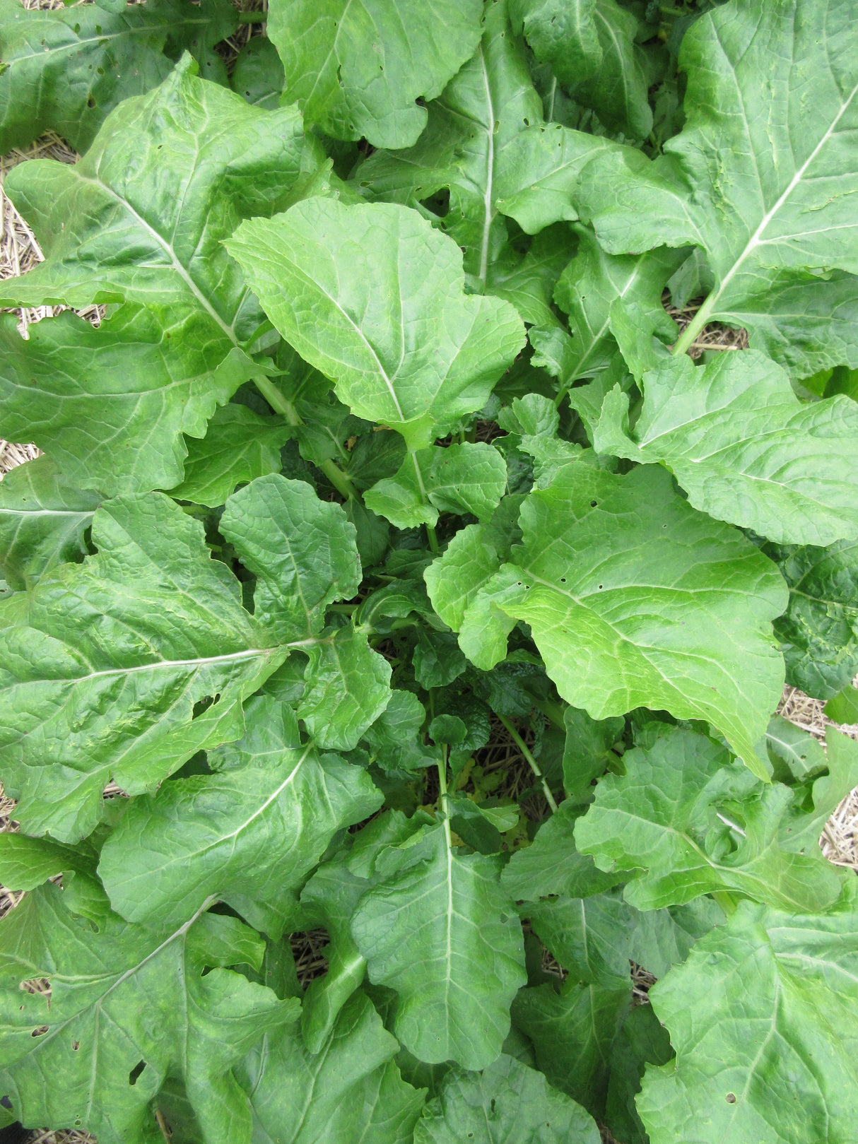 Cabbage Ethiopian