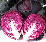 Cabbage 'Red Acre'