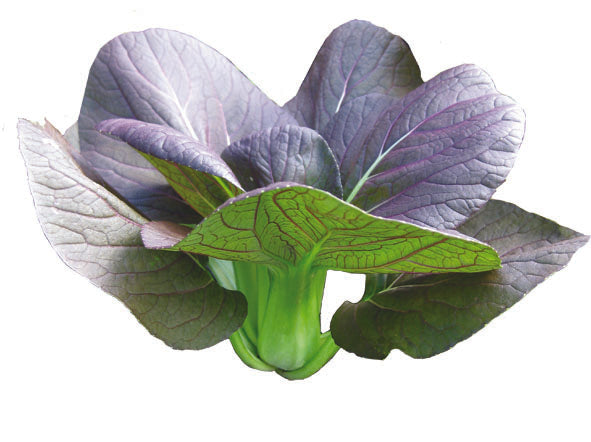 Cabbage 'Red Choi'