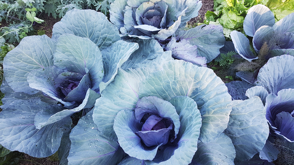 Cabbage 'Red Express'