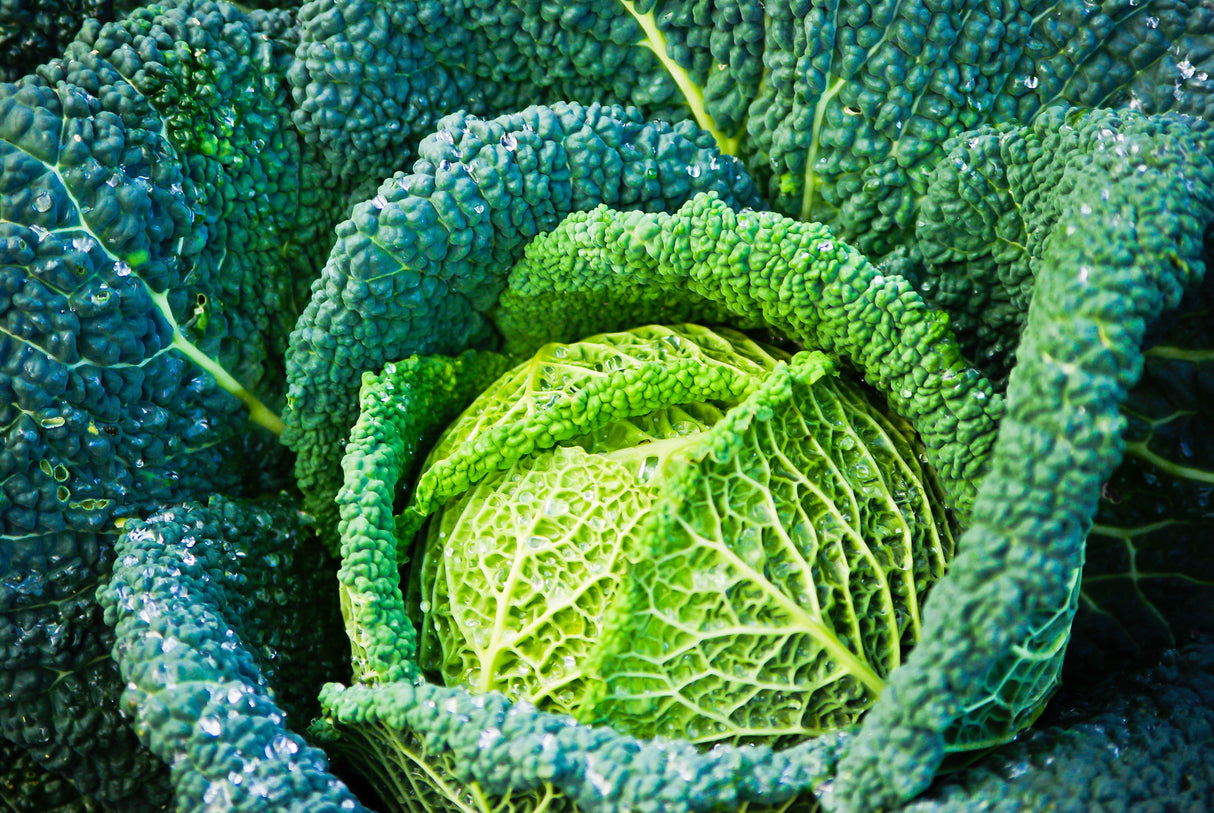 Cabbage 'Savoy Perfection'