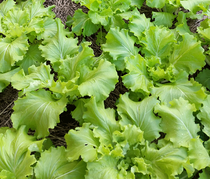 Cabbage 'Tokyo Bekana'