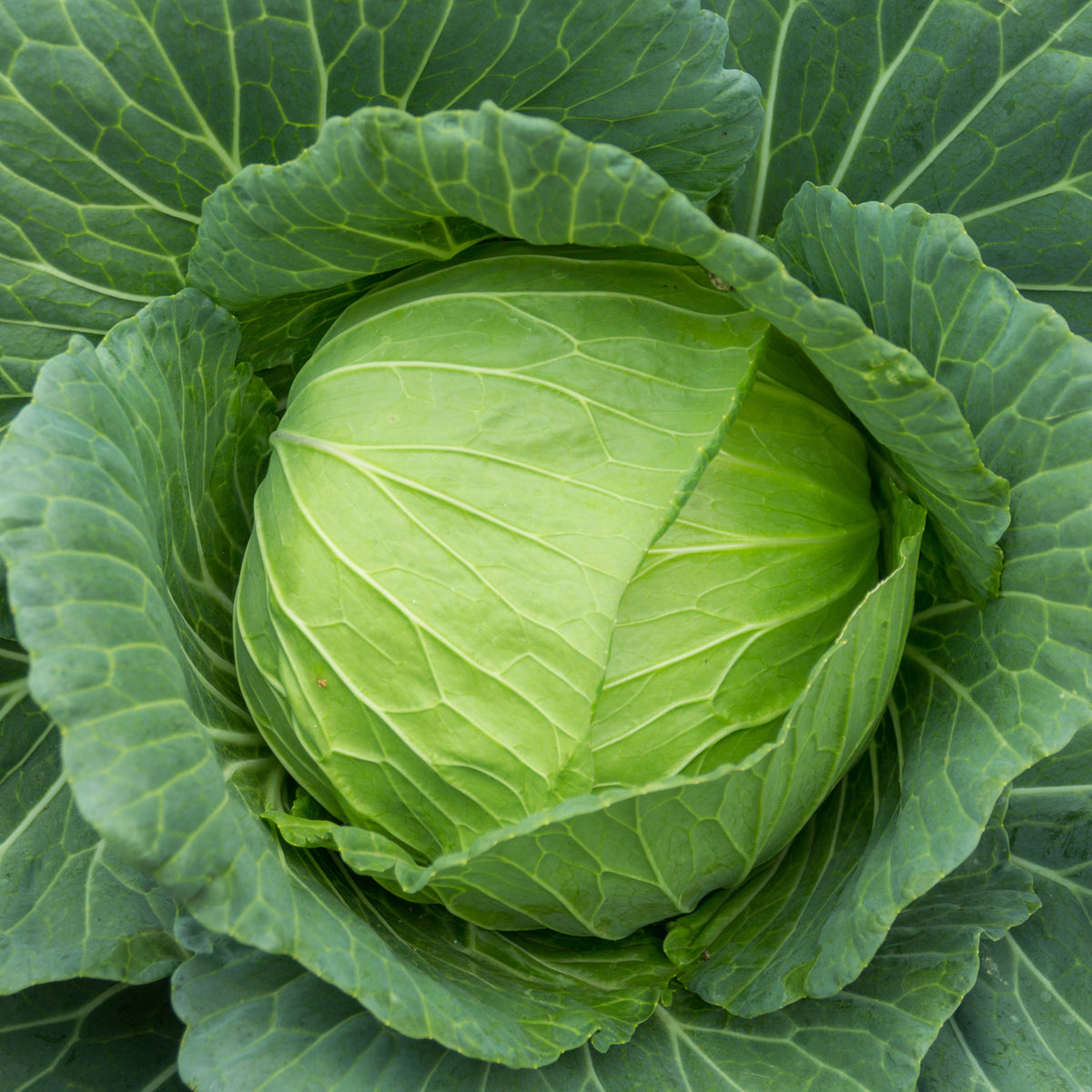 Cabbage 'Golden Acre' – Green Harvest