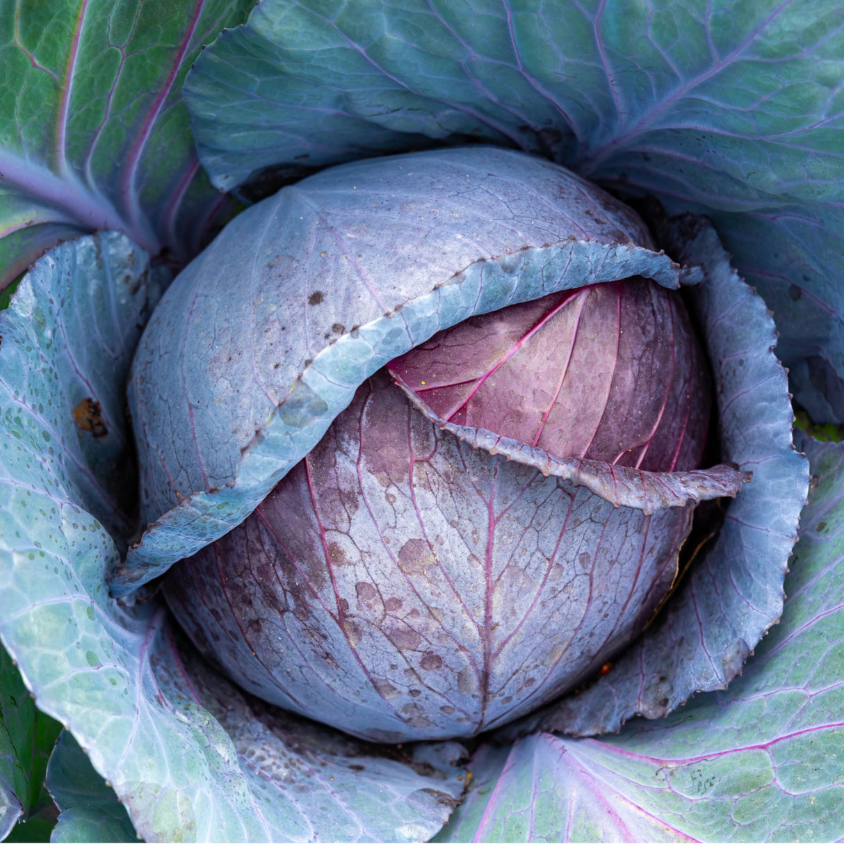 Cabbage 'Red Acre'