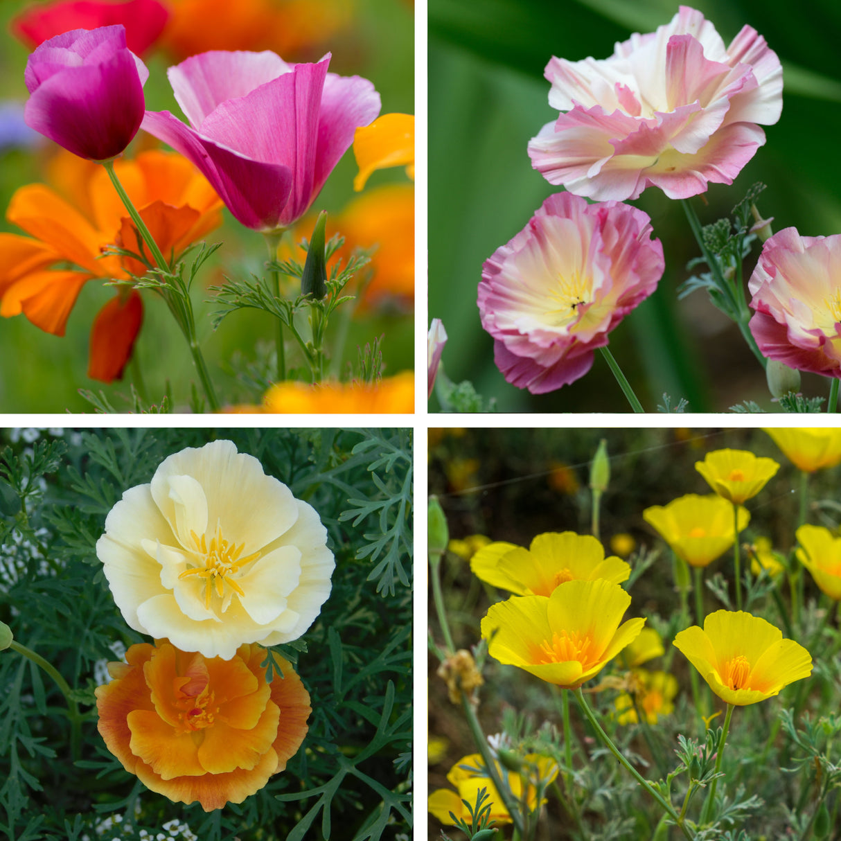 California Poppy 'Mission Bells'